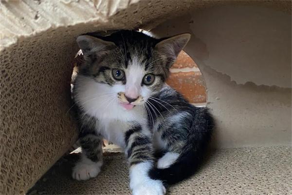 猫咪为何爱藏车底？安全须知与防范措施