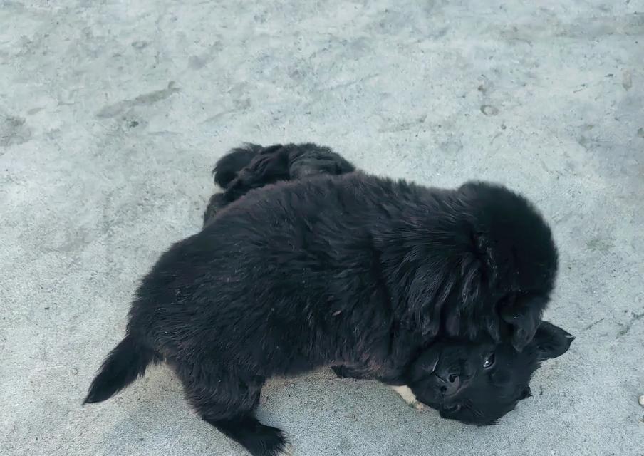 幼犬喂养时间关键因素与正确方法 幼犬喂养时间关键因素与正确方法