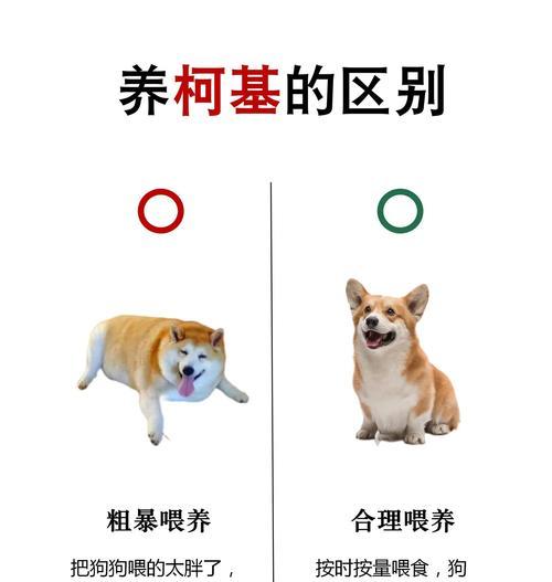 柯基挑战运动的持久力训练方法与技巧 柯基挑战运动的持久力训练方法与技巧