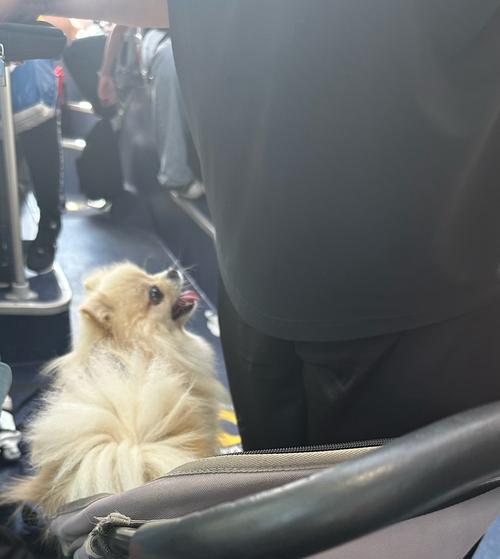 允许狗狗进超市指南：宠物友好政策与注意事项