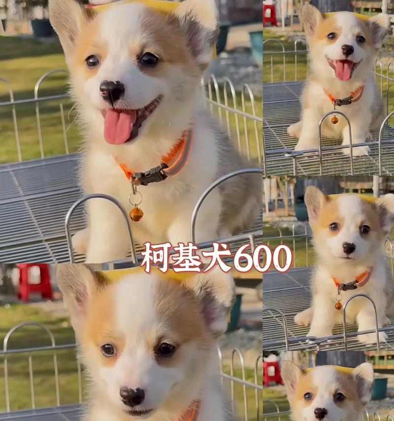 柯基挑战运动的持久力训练方法与技巧 柯基挑战运动的持久力训练方法与技巧