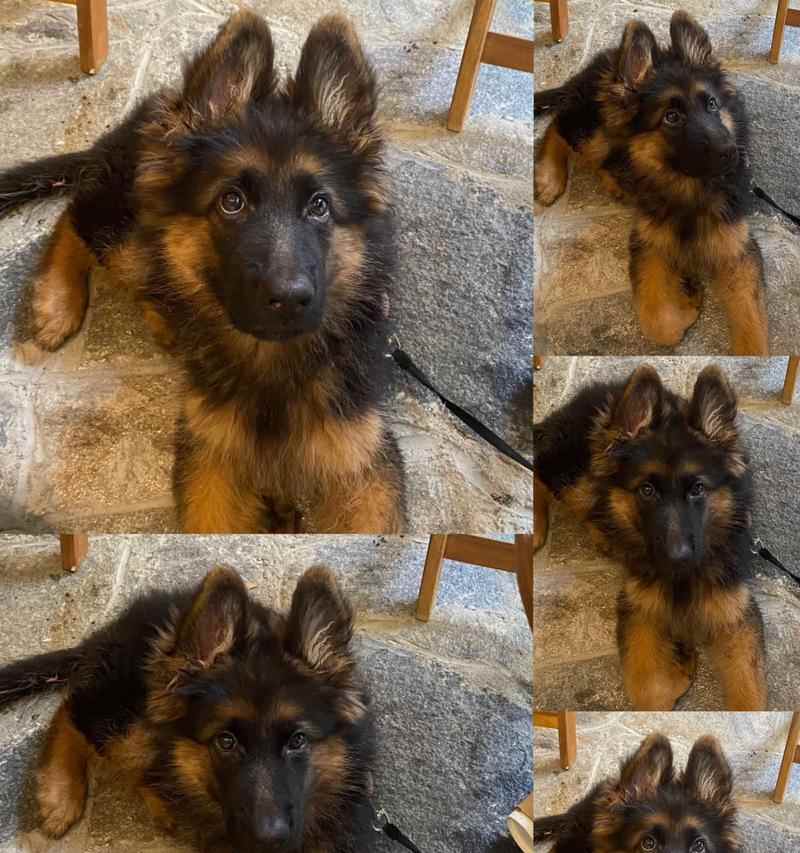 德国牧羊犬长寿秘诀：多因素管理指南