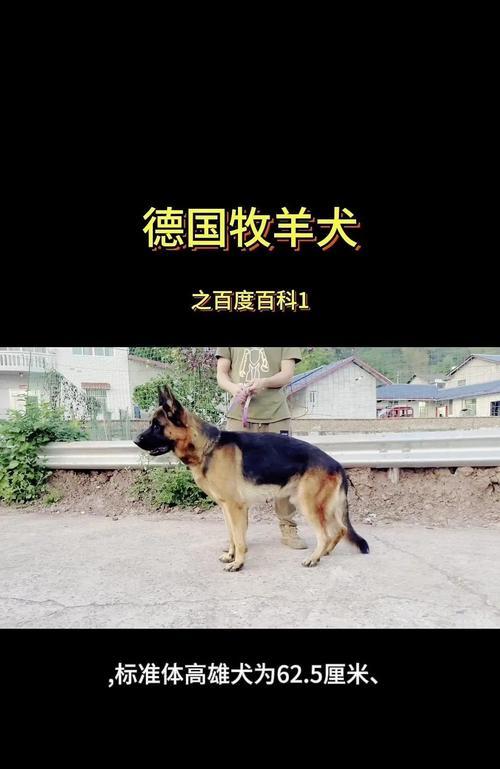 德国牧羊犬长寿秘诀：多因素管理指南