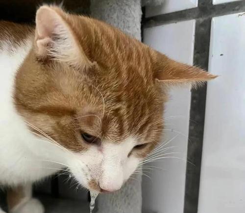 猫咪中毒急救措施:识别中毒症状与紧急处理方法 猫咪中毒急救措施:识别中毒症状与紧急处理方法