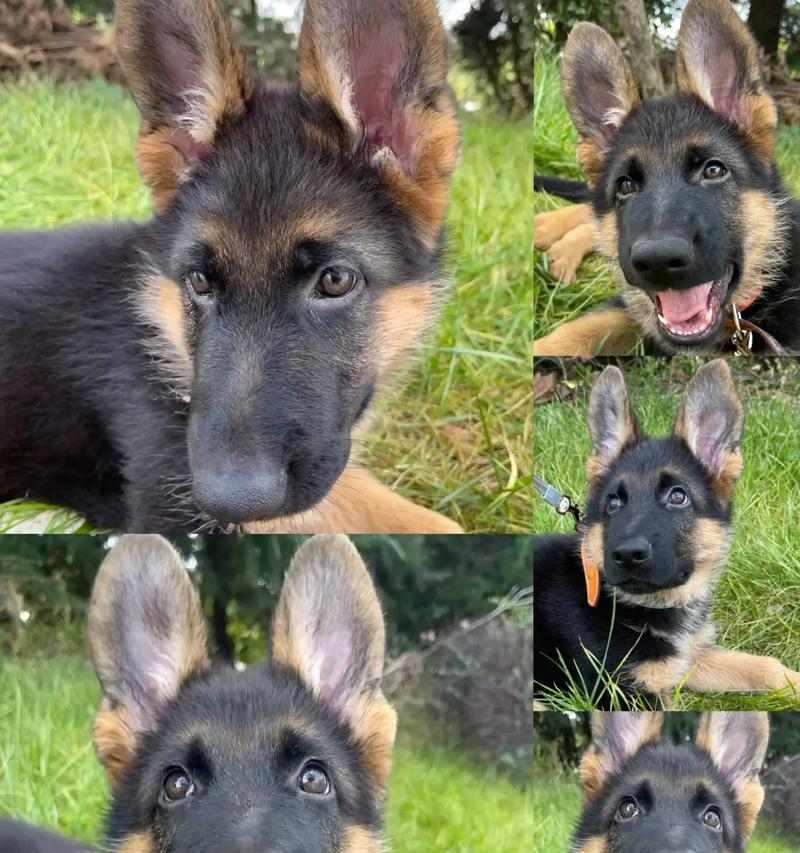 德国牧羊犬长寿秘诀：多因素管理指南