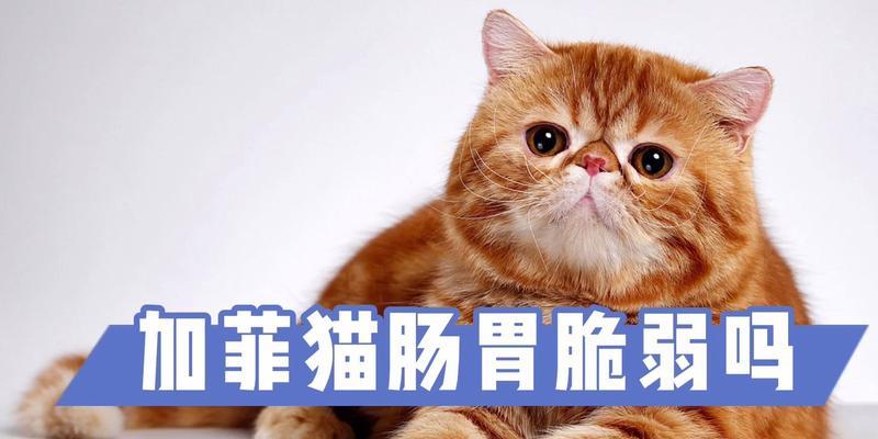 加菲猫养育注意事项与健康快乐生活指南