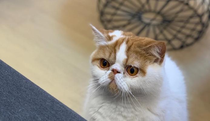 加菲猫养育注意事项与健康快乐生活指南