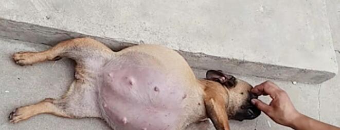 狗狗怀孕多久肚子开始涨？完整解析