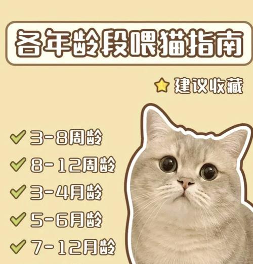 猫粮泡软时间因素与正确方式 猫粮泡软时间因素与正确方式