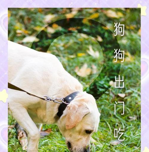 狗狗吃草原因及应对方法解析