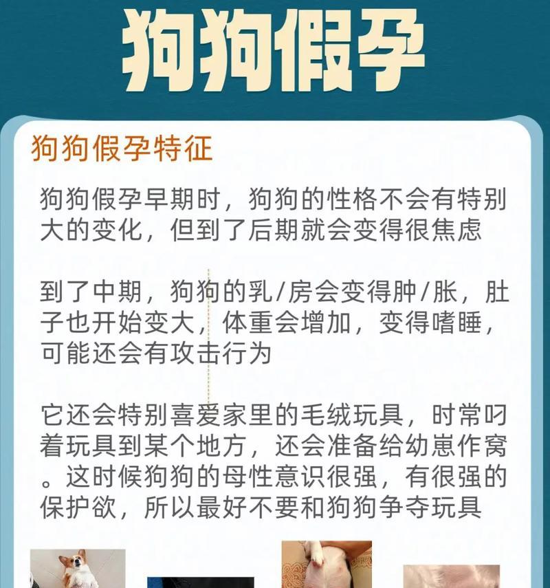 狗狗怀孕多久肚子开始涨？完整解析