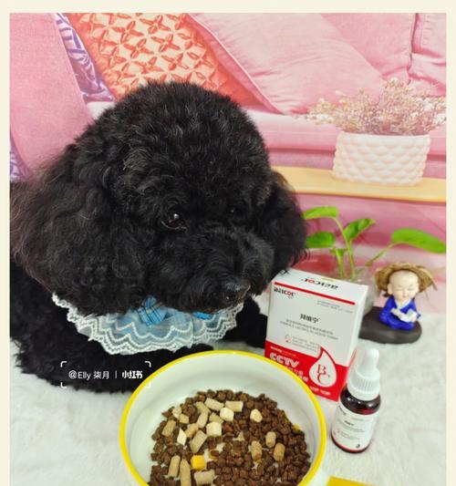 狗狗胃结石症状预防与治疗全解析