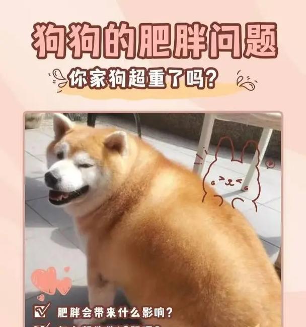 狗狗吃草原因及应对方法解析