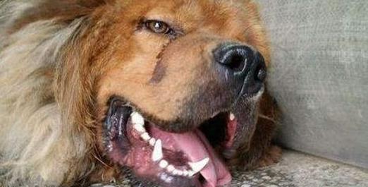 狗狗胃结石症状预防与治疗全解析