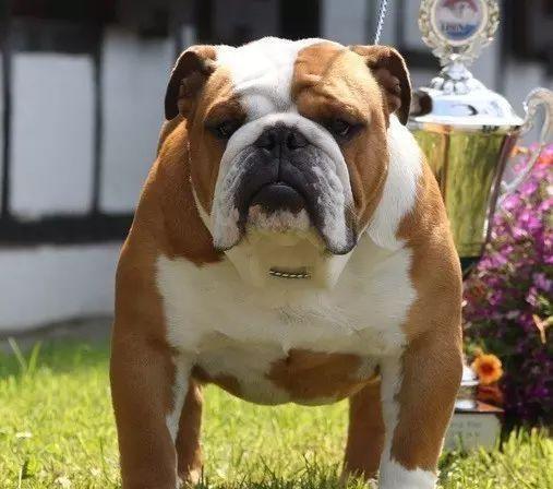 明星养牛风潮揭秘 奢华圈层的另类生活方式 明星养牛风潮揭秘 奢华圈层的另类生活方式