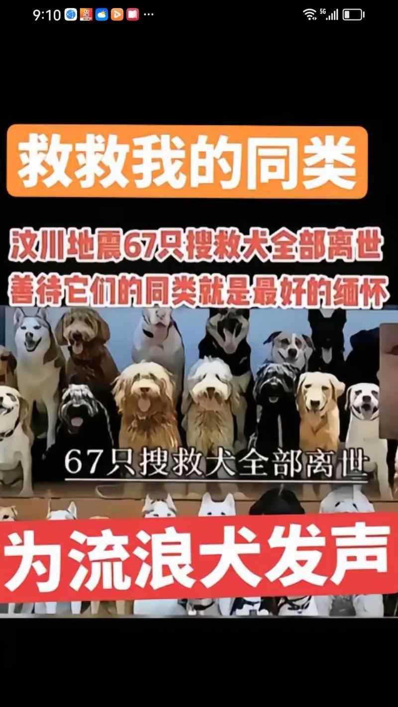 我国禁止食用狗肉法律与动物福利保护