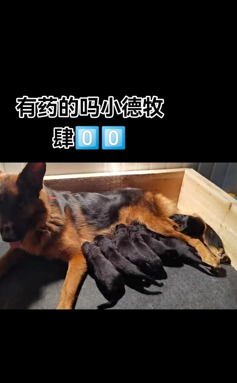 以德牧崽洗澡注意事项及科学方法 以德牧崽洗澡注意事项及科学方法