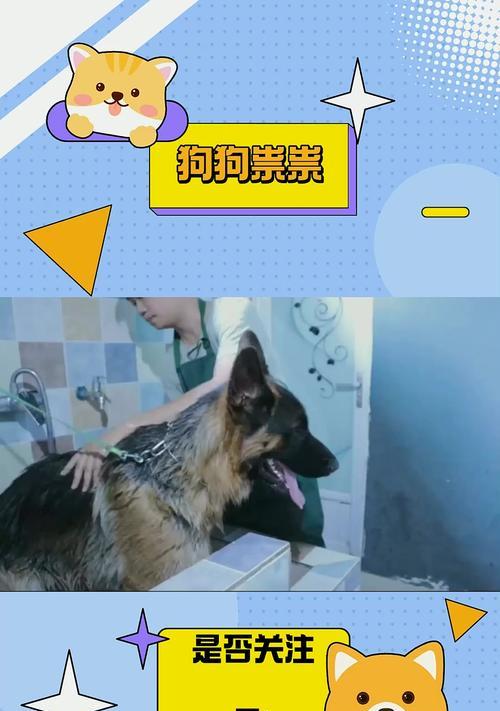 以德牧崽洗澡注意事项及科学方法 以德牧崽洗澡注意事项及科学方法