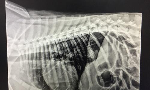 狗肠梗阻手术恢复关键因素与护理指南