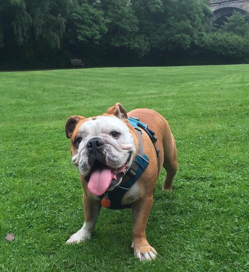 明星养牛风潮揭秘 奢华圈层的另类生活方式 明星养牛风潮揭秘 奢华圈层的另类生活方式