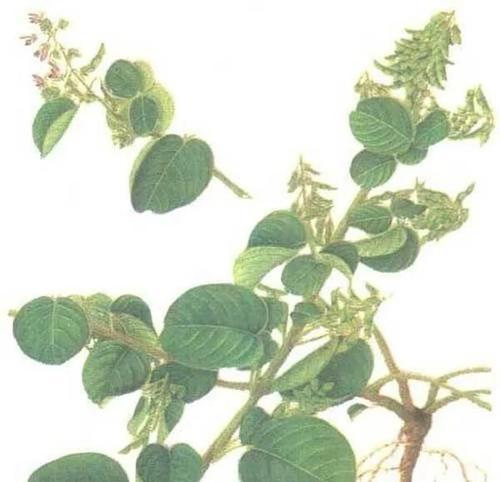 狗狗胃结石症状预防与治疗全解析