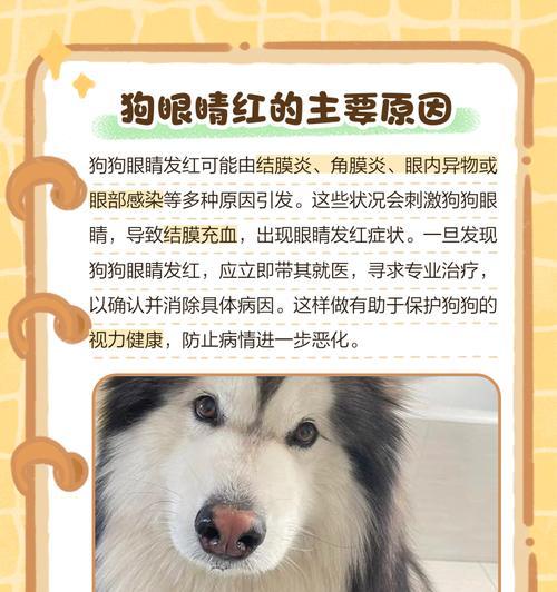 狗狗常见眼部疾病预防与护理指南 狗狗常见眼部疾病预防与护理指南
