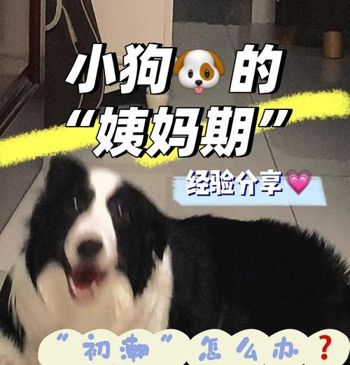 狗狗发情期周期及护理指南，如何正确照顾爱宠