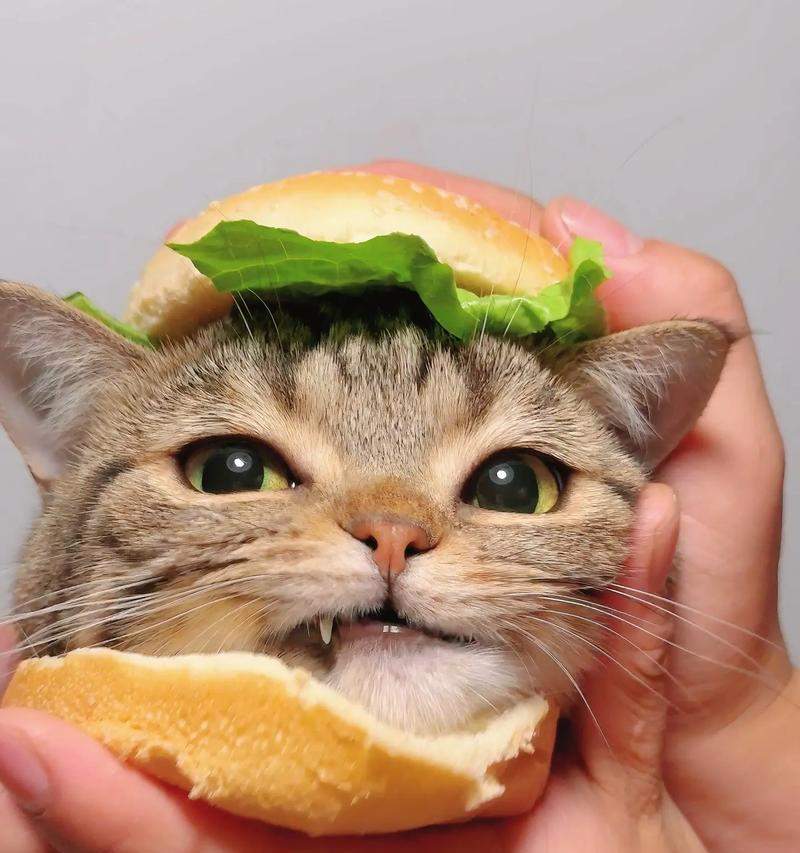 猫咪饮食安全指南：哪些食物适合吃