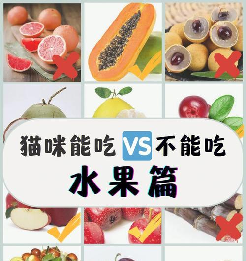 猫咪饮食安全指南：哪些食物适合吃