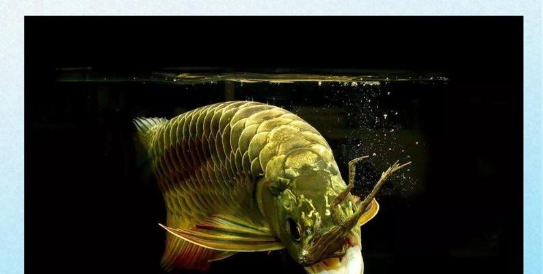 龙鱼拒食原因、影响与解决方法 龙鱼拒食原因、影响与解决方法