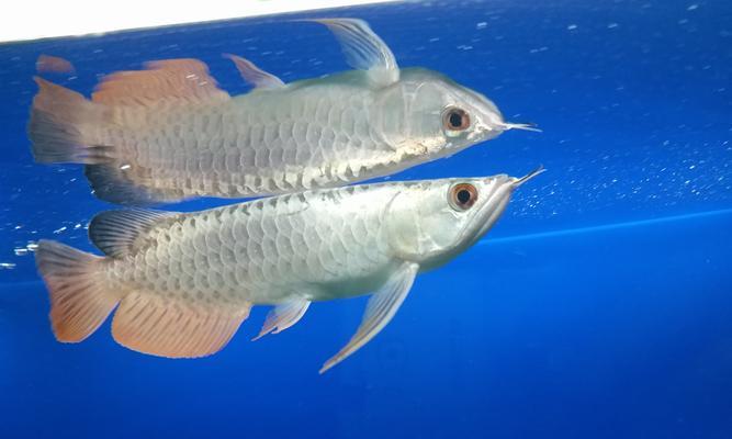 龙鱼拒食原因、影响与解决方法 龙鱼拒食原因、影响与解决方法