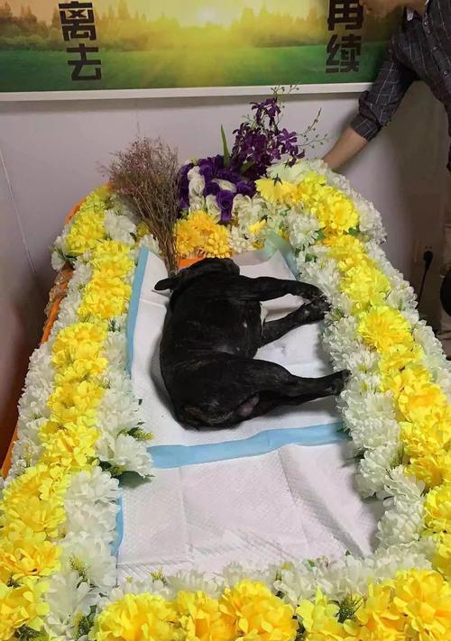 狗狗呛水恢复时间及急救措施详解