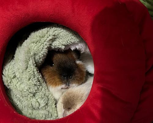 荷兰猪便血原因及处理方法全面解析