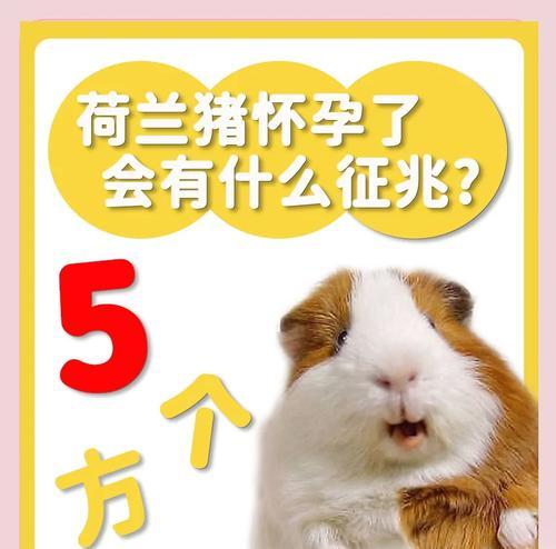 荷兰猪便血原因及处理方法全面解析