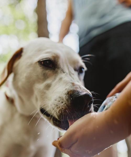 狗狗呛水恢复时间及急救措施详解