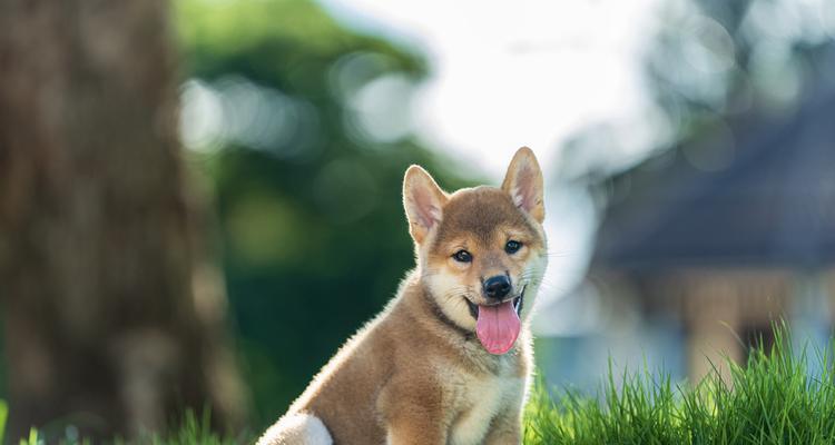 狗狗发情期周期及护理指南，如何正确照顾爱宠