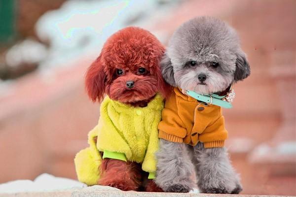 犬猫结膜炎症状及治疗方案全解析 犬猫结膜炎症状及治疗方案全解析