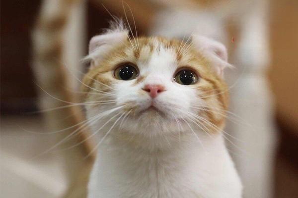 犬猫脸腺炎症状与治疗指南