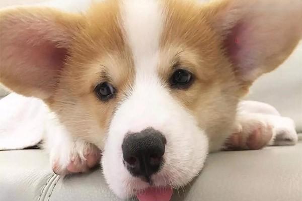 犬猫第三眼睑腺脱出症状与治疗指南