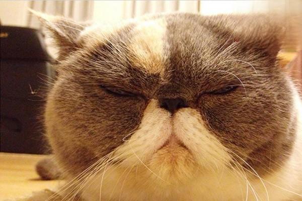 犬猫结膜炎症状及治疗方案全解析 犬猫结膜炎症状及治疗方案全解析