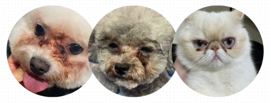 宠物泪痕精华液抗氧化成分安全有效 宠物泪痕精华液抗氧化成分安全有效