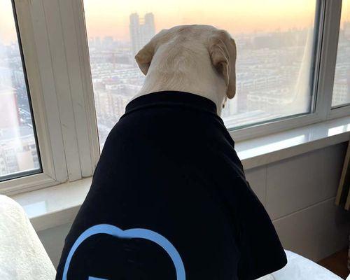 金毛掉毛原因及科学管理方法