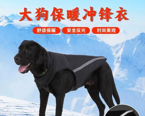 金毛掉毛原因及科学管理方法