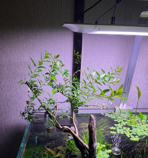 水草生长与水质条件的匹配关系解析