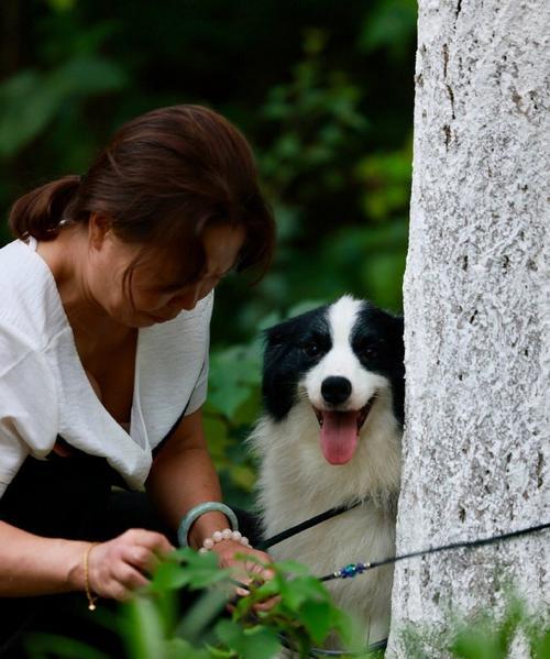 成都犬舍特色解析：温馨环境与专业服务并存