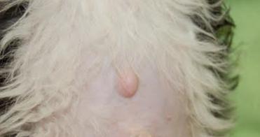 小狗为何没有肚脐?胎盘发育的科学解析 小狗为何没有肚脐?胎盘发育的科学解析