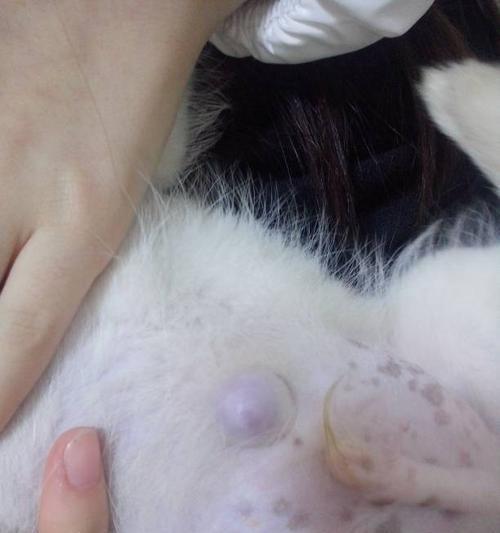 小狗为何没有肚脐?胎盘发育的科学解析 小狗为何没有肚脐?胎盘发育的科学解析