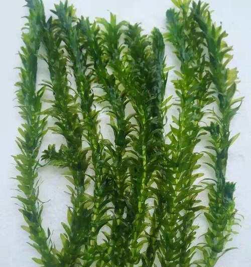 水草生长与水质条件的匹配关系解析