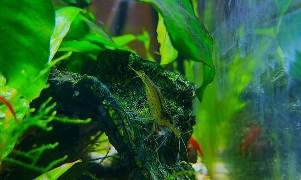 水草生长与水质条件的匹配关系解析