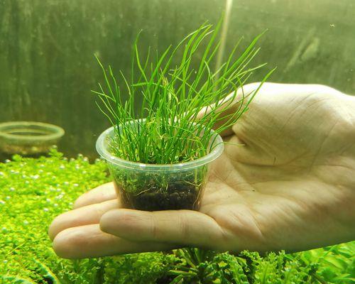 水质因素对水草生长的影响及优化策略 水质因素对水草生长的影响及优化策略